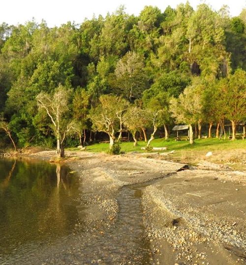 37. El canto del chucao