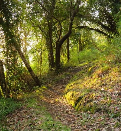 39. El canto del chucao