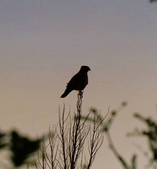 40. El canto del chucao