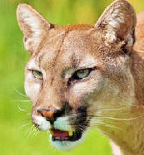 puma-2287640-960-720